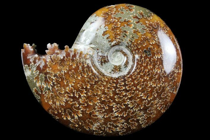 Polished, Agatized Ammonite (Cleoniceras) - Madagascar #97363